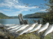 A limit of rainbow trout caught from Swift Reservoir on the North Fork of the Lewis River.