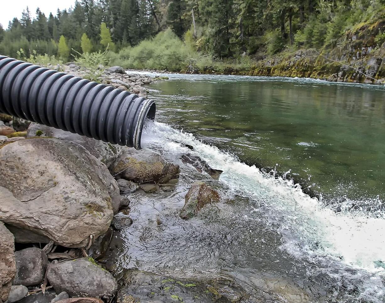 A steelhead is released into the upper North Fork of the Lewis River just upstream of the road No.