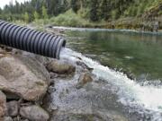 A steelhead is released into the upper North Fork of the Lewis River just upstream of the road No.