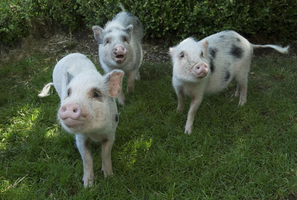 Three Juliana pigs cavort July 31 at Brooklyn's Prospect Park Zoo in New York. Juliana pigs are the smallest breed of miniature pig. They weigh no more than 65 pounds when full grown.