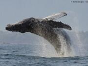 A photo of a humpback whale promotes a three-night special called &quot;Big Blue Live,&quot; starting Monday.