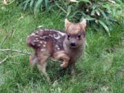 In this May 27, 2015 photo provided by the Wildlife Conservation Society, a southern pudu fawn walks in its enclosure at the Queens Zoo in New York.