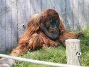 An orangutan relaxes at the Gorilla Forest at the Como Park Zoo in St.