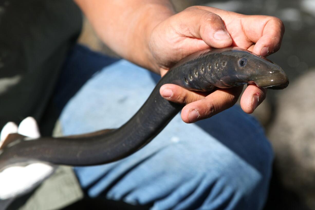 A Native American man shows off a lamprey caught Friday at Willamette Falls, a 40-foot waterfall in Oregon City, Ore.