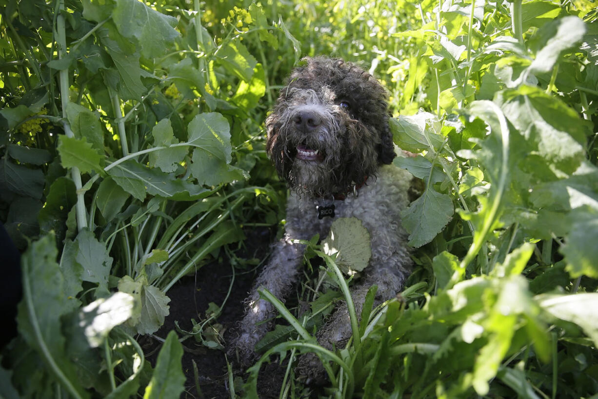 In this  March 3, 2015, photo, Lolo searches for truffles at the Robert Sinskey Vineyards Truffle Orchard in Napa, Calif. America?s growing appetite for truffles is feeding demand for dogs trained to sniff out the prized fungi beneath the ground. Most truffles, known as the diamonds of the culinary world, come from Italy and France and have to be imported for as much as $2,500 per pound. Now a small but growing truffle industry is taking root in Napa Valley and other U.S. regions where farmers are cultivating them or foragers seek them in the wild.