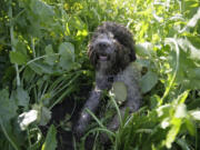 In this  March 3, 2015, photo, Lolo searches for truffles at the Robert Sinskey Vineyards Truffle Orchard in Napa, Calif. America?s growing appetite for truffles is feeding demand for dogs trained to sniff out the prized fungi beneath the ground. Most truffles, known as the diamonds of the culinary world, come from Italy and France and have to be imported for as much as $2,500 per pound. Now a small but growing truffle industry is taking root in Napa Valley and other U.S. regions where farmers are cultivating them or foragers seek them in the wild.