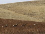 Mule deer wander a restored area at Spring Creek Mine in Montana.