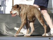 Quasi Modo, an 8-year-old mixed breed from Florida, walks across the stage June 20, 2014, during the World's Ugliest Dog Contest, at the Sonoma-Marin Fair in Petaluma, Calif.