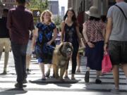 Morgan Avila, left center, walks Magnito, a Leonberger, as he's evaluated by Sarah Fraser, right center, through pedestrians on Madison Ave.