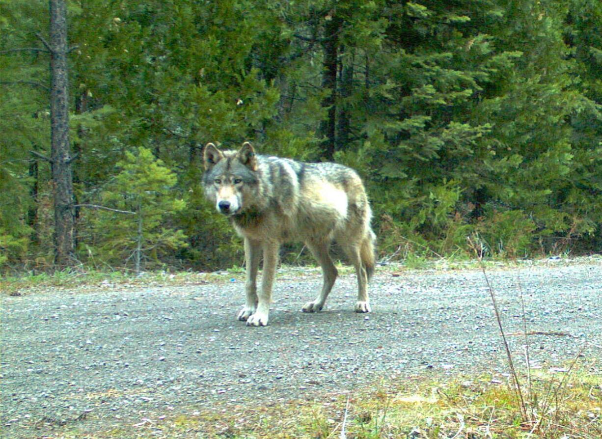 Oregon Department of Fish and Wildlife files
Oregon and federal wildlife agencies said Wednesday they have designated OR-7, his mate and their pups as the Rogue Pack.