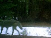 A wolf was caught Jan. 5 by a camera in the timberlands west of Keno, Ore.