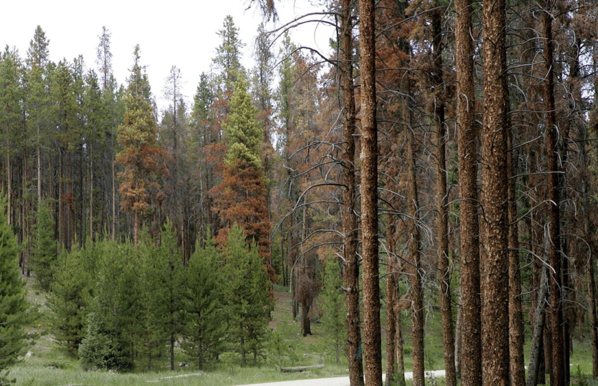 Associated Press files
Mountain pine beetles have left vast tracts of dead trees in the West, but a recent study has found no evidence the bugs are making fires spread farther.