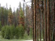 Associated Press files
Mountain pine beetles have left vast tracts of dead trees in the West, but a recent study has found no evidence the bugs are making fires spread farther.