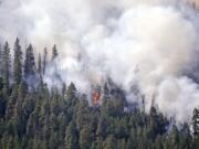 Smoke rises from a thickly timbered hillside as a tree goes up in flames in the hills above Twisp on Friday.