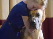 Emma Rogers, 11, of Columbus, N.J., hugs her great Dane Wednesday during a press preview for the 139th Annual Westminster Kennel Club Dog Show. Emma will face much older handlers and show a dog more than twice her weight at Westminster Feb.