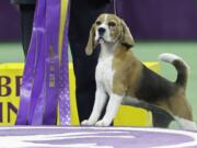 Miss P, a 15-inch beagle, with handler William Alexander, won Best in Show at the Westminster Kennel Club dog show Tuesday in New York.