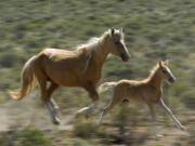 A mustang and her calf run May 17, 2006, at the Forever Free Mustang refuge near Bend, Ore. Wild horse advocates are challenging U.S.