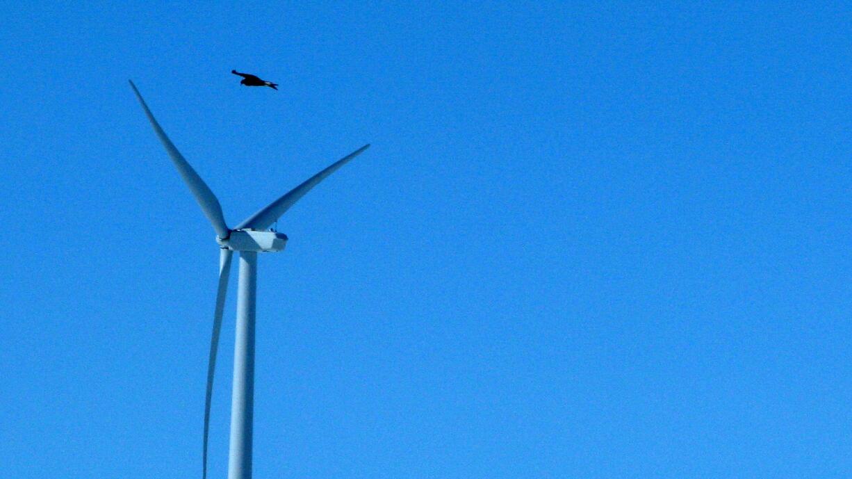 A golden eagle flies over a wind turbine wind farm in Converse County Wyo.