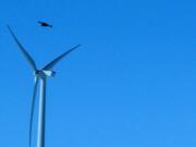 A golden eagle flies over a wind turbine wind farm in Converse County Wyo.