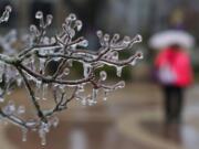 A University of North Alabama student walks with an umbrella Monday in Florence, Ala., to shield herself from the rain as ice decorates tree branches on campus.