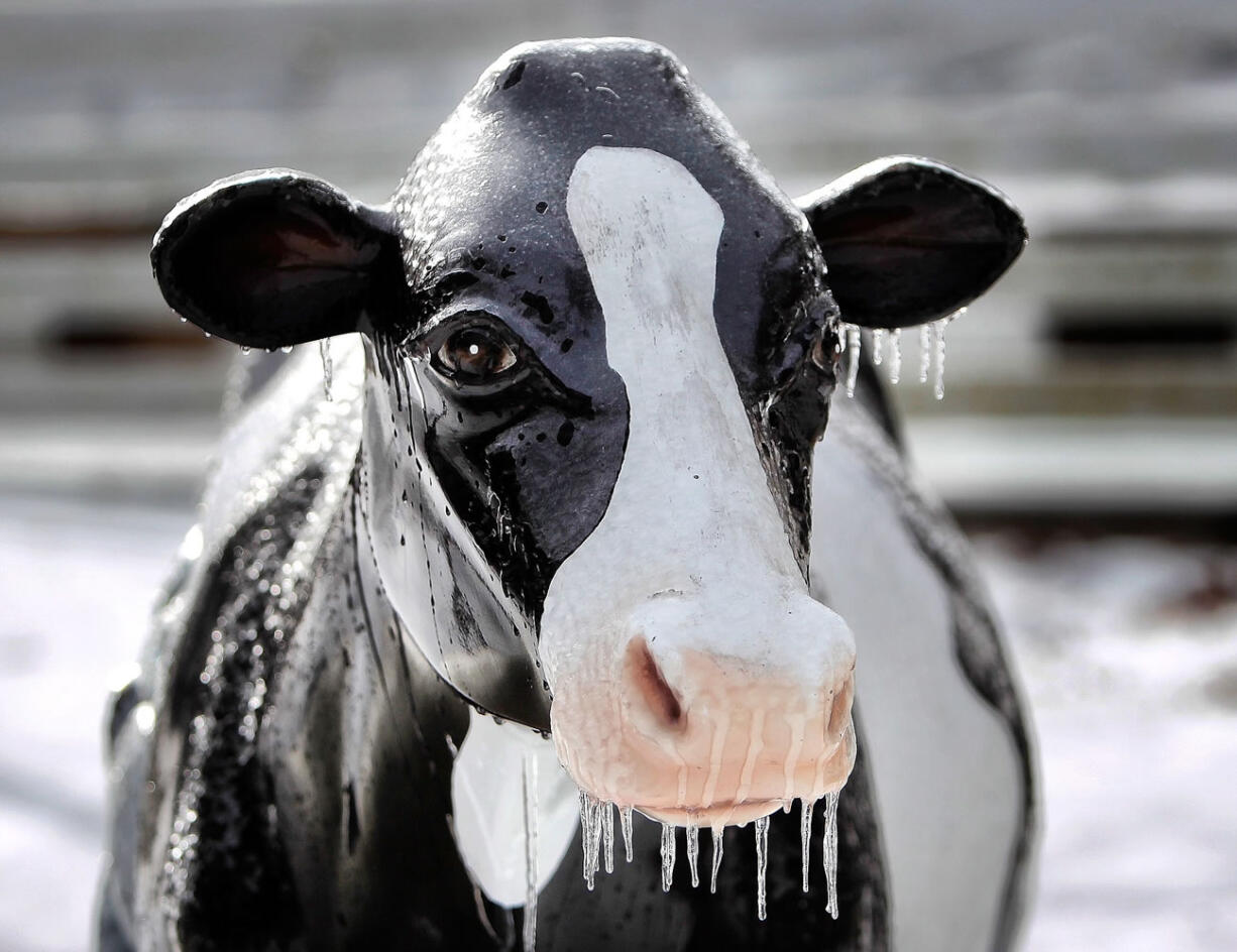 Icicles hang from the chin of a plastic cow at the Memphis Zoo in Memphis, Tenn.