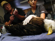 Veterinarian Dr. Jeff Cooney, left, and Laura Hardy, a veterinary student, treat the wounded left wing of a bald eagle Wednesday at High Desert Wildlife Rescue and Rehabilitation near Bend, Ore.