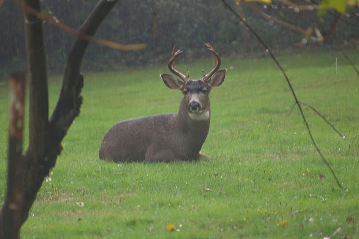 Deer are more common than ever on the suburban fringe of Southwest Washington as they deal with increasing predation and less timber harvest on federal forest land.