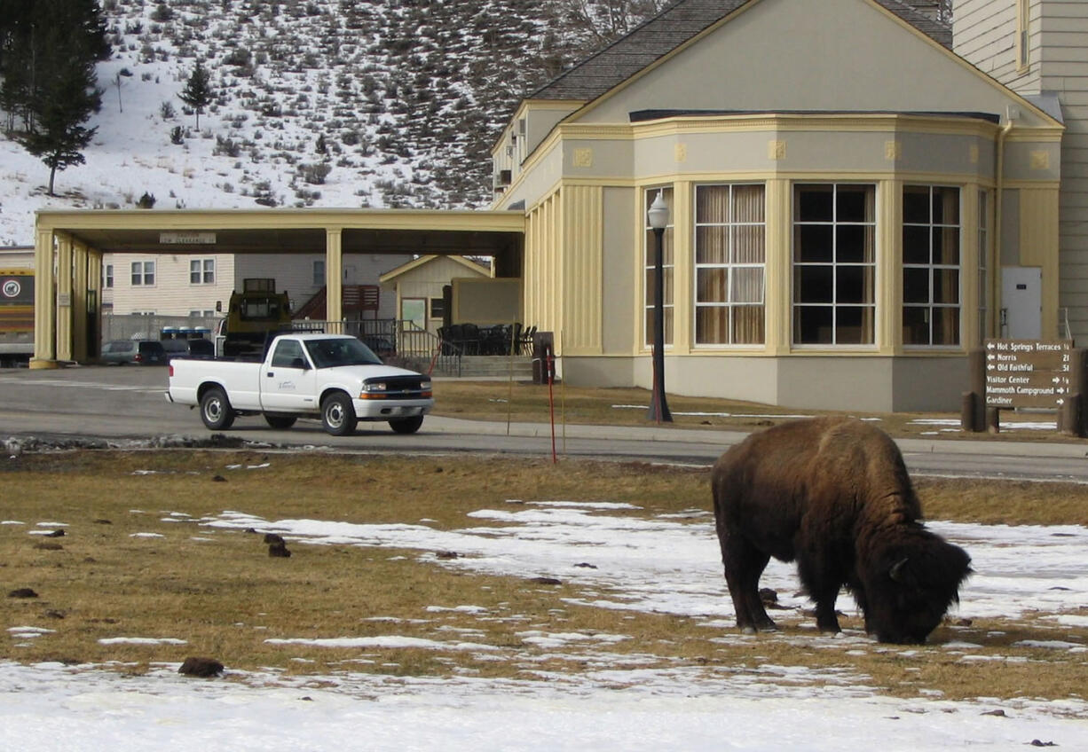 Associated Press files
Bison have gored two people in the Old Faithful area of Yellowstone National Park, Wyo., in the past three weeks.