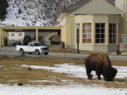 Associated Press files
Bison have gored two people in the Old Faithful area of Yellowstone National Park, Wyo., in the past three weeks.