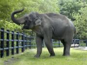 An elephant known as Rama walks at the Oregon Zoo in Portland, Ore. The Oregonian reports that Rama was euthanized Monday.