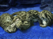 Four clouded leopard cubs, some nearly asleep after a feeding, gather together at the Point Defiance Zoo &amp; Aquarium, Friday in Tacoma. The quadruplets were born on May 12 and now weigh about 1.7 lbs. each.