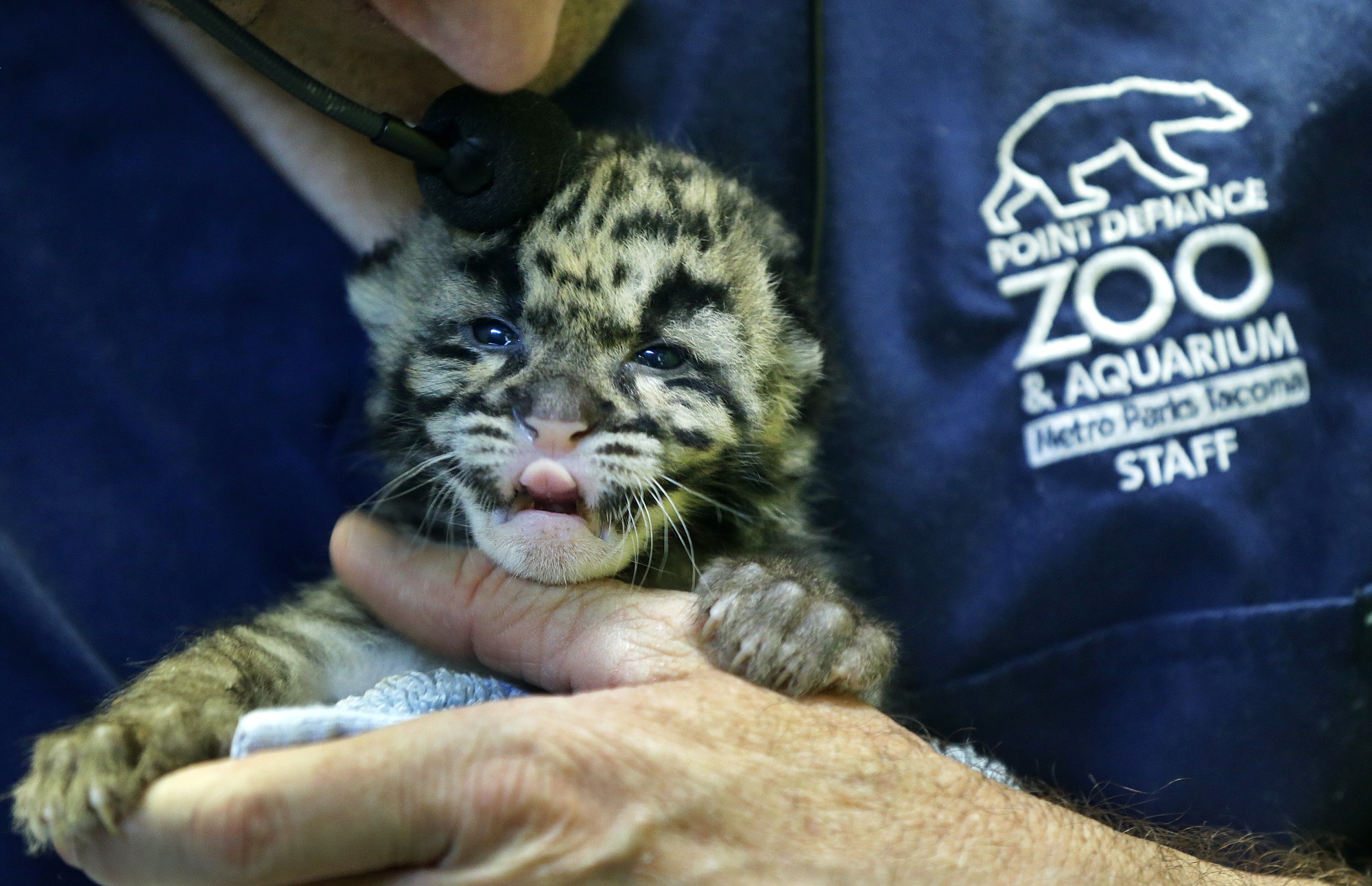 Andy Goldfarb, a staff biologist at the Point Defiance Zoo &amp; Aquarium, holds one of the four clouded leopard cubs currently at the zoo Friday  in Tacoma. The quadruplets were born on May 12  and now weigh about 1.7 lbs. each.