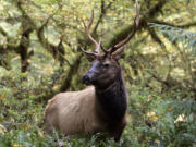 Hunters killed slightly fewer than 1,000 bull elk in Southwest Washington during the modern firearms season in 2013.