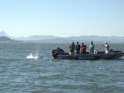 An angler fights a chinook salmon from a guide boat in the Buoy 10 fishery near the mouth of the Columbia River.