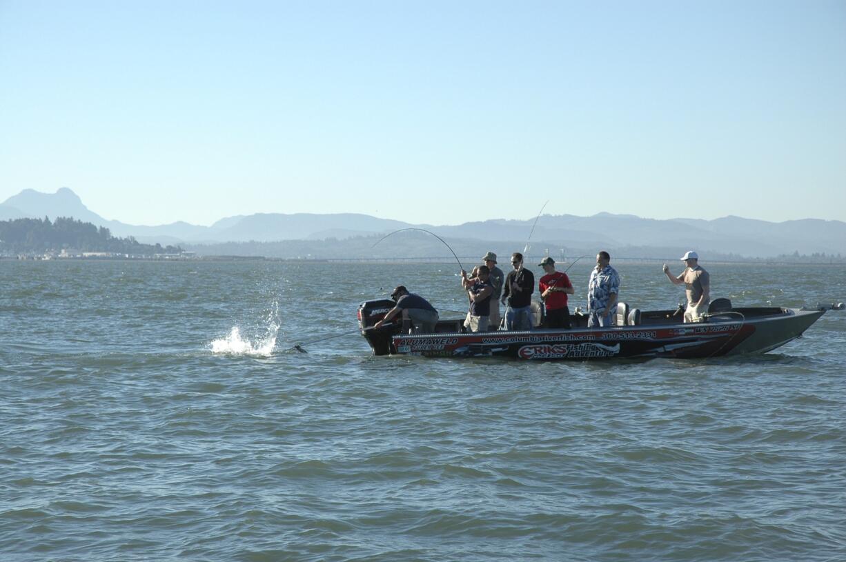 An angler fights a chinook salmon from a guide boat in the Buoy 10 fishery near the mouth of the Columbia River.