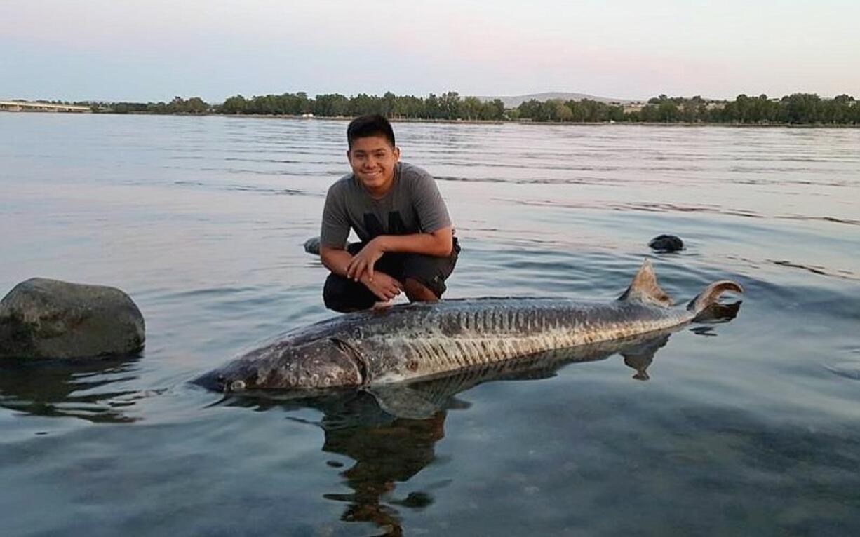 At least 80 dead sturgeon have been observed, primarily in the John Day pool of the Columbia River.