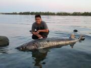 At least 80 dead sturgeon have been observed, primarily in the John Day pool of the Columbia River.