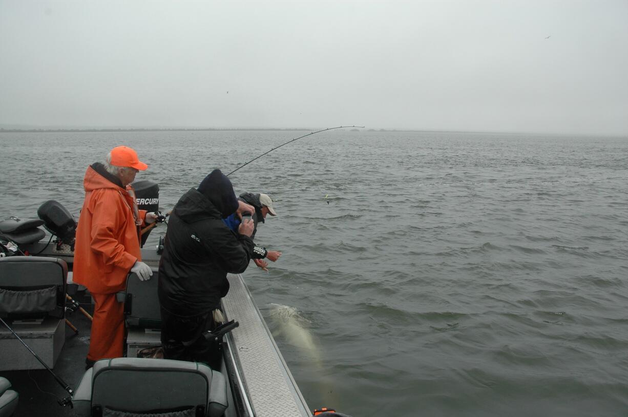 Guide Bob Rees unhooks a sturgeon in the Columbia River near Hammond, Ore.