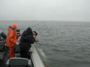 Guide Bob Rees unhooks a sturgeon in the Columbia River near Hammond, Ore.