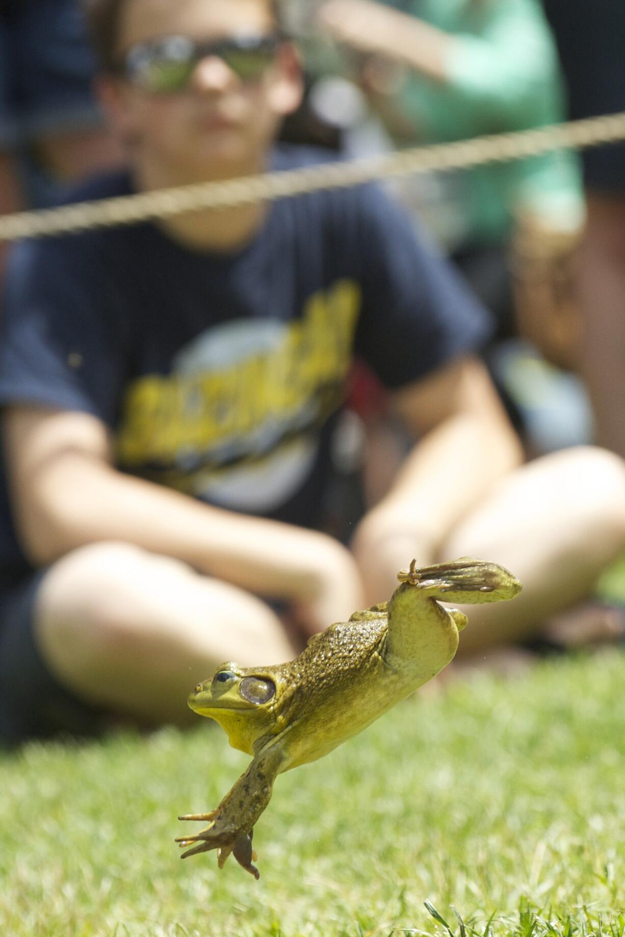 One of the 76 competitors leaps for distance at the 46th Annual Frog Jump at Planters Days in Woodland on June 15, 2013.  Saturday, June 15, 2013.