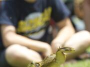 One of the 76 competitors leaps for distance at the 46th Annual Frog Jump at Planters Days in Woodland on June 15, 2013.  Saturday, June 15, 2013.