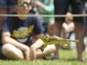 WOODLAND: A frog jumps for glory during the annual Frog Jump competition during the 2013 Planters Days celebration in Woodland.