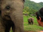 Hearing the term &quot;temple elephants&quot; on a podcast sparked Sundari SitaRam to travel to Southeast Asia to find out what she could do to help wild, endangered and captive elephants.