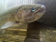 A pair of summer steelhead at Skamania Hatchery on the North Fork of the Washougal River.