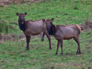 Elk with hoof disease have been sighted in Southwest Washington for close to two decades. (Photo by Mount St.