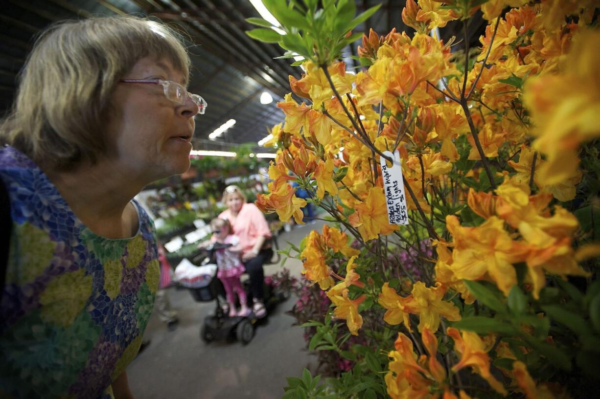 Columbian files 
 Nancy Winiecki, of Vancouver, smells azaleas at the 22nd annual Clark Public Utilities Home