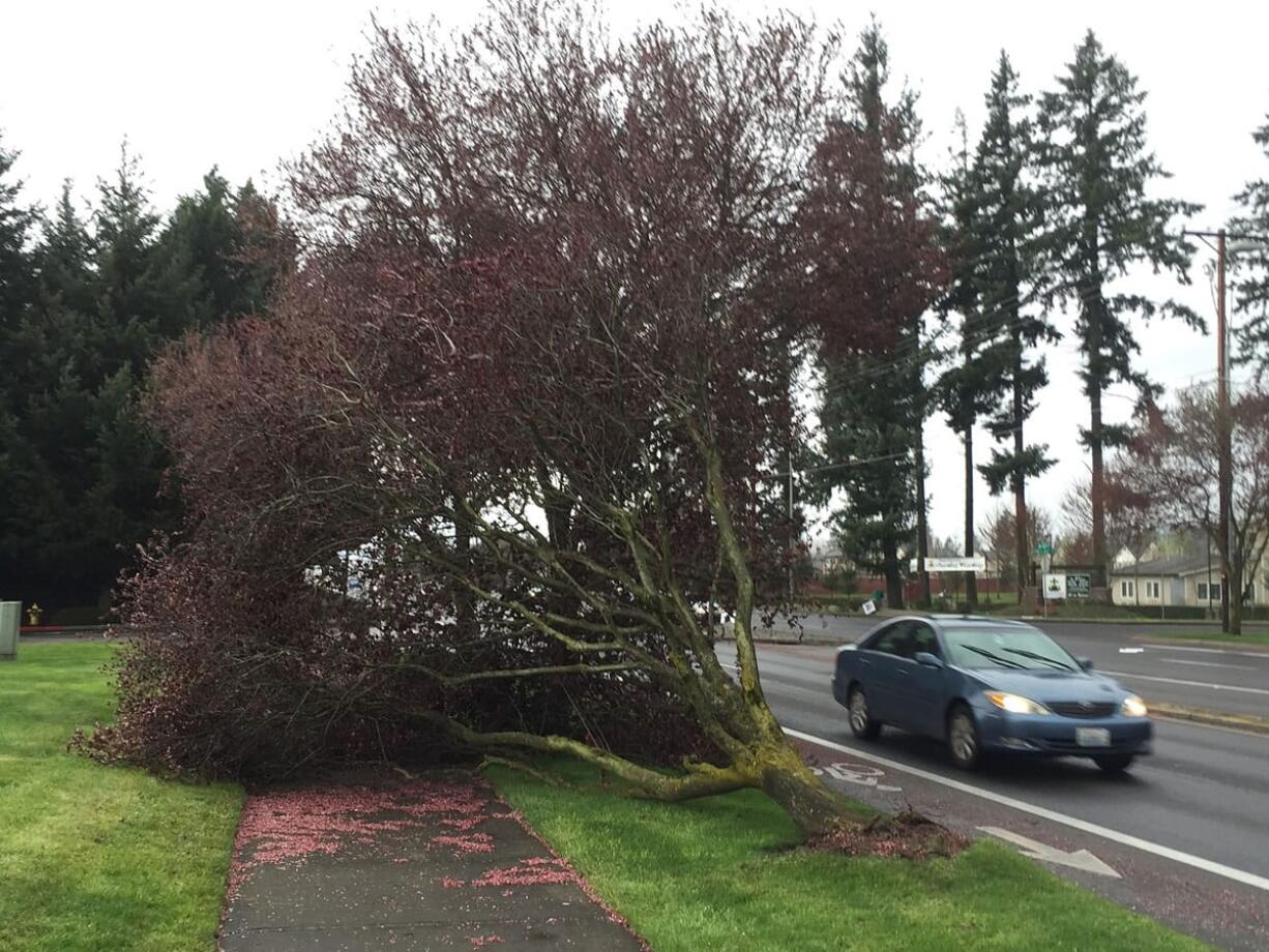 A car passes a downed tree at Northeast 18th Street and 162nd Avenue in East Vancouver.