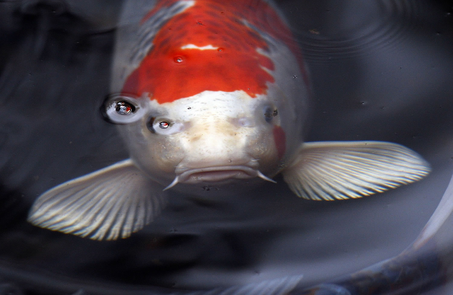 Koi are a symbol of Kodomo No Hi, Children's Day. Cultural activites will be held May 17 at the Portland Japanese Garden.