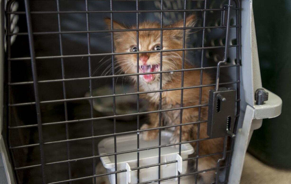 Clark County firefighters removed a kitten from an exhaust of an RV in Hazel Dell.