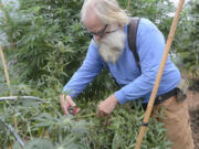 Farmer Tom Lauerman, a medical grower in Vancouver, said he thinks recreational and medical markets should remain separate so that medical marijuana growers can continue to focus on patient needs.